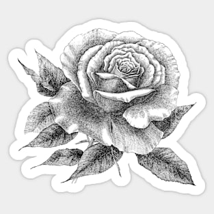 Rose Flower Tattoo Style Black and White Illustration Sticker